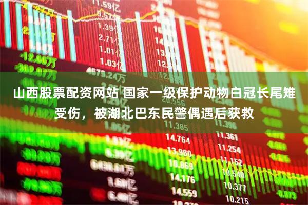 山西股票配资网站 国家一级保护动物白冠长尾雉受伤，被湖北巴东民警偶遇后获救