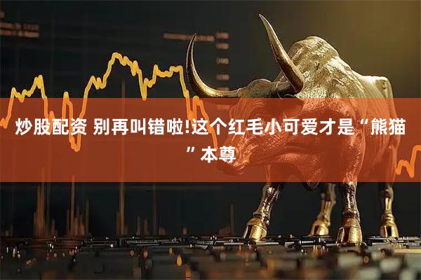 炒股配资 别再叫错啦!这个红毛小可爱才是“熊猫”本尊