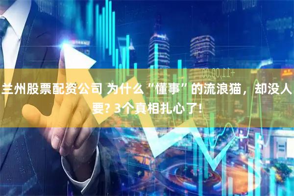 兰州股票配资公司 为什么“懂事”的流浪猫，却没人要? 3个真相扎心了!